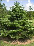 Nordmann Fir